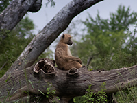 Baboon Photo