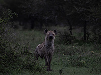 Hyena Photo