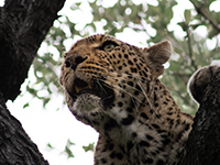 Leopard Photo